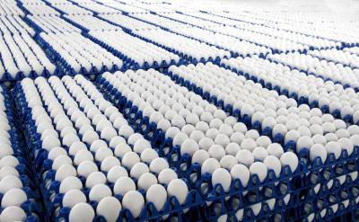 Рязанщина занимает третье место в ЦФО по производству куриного яйца